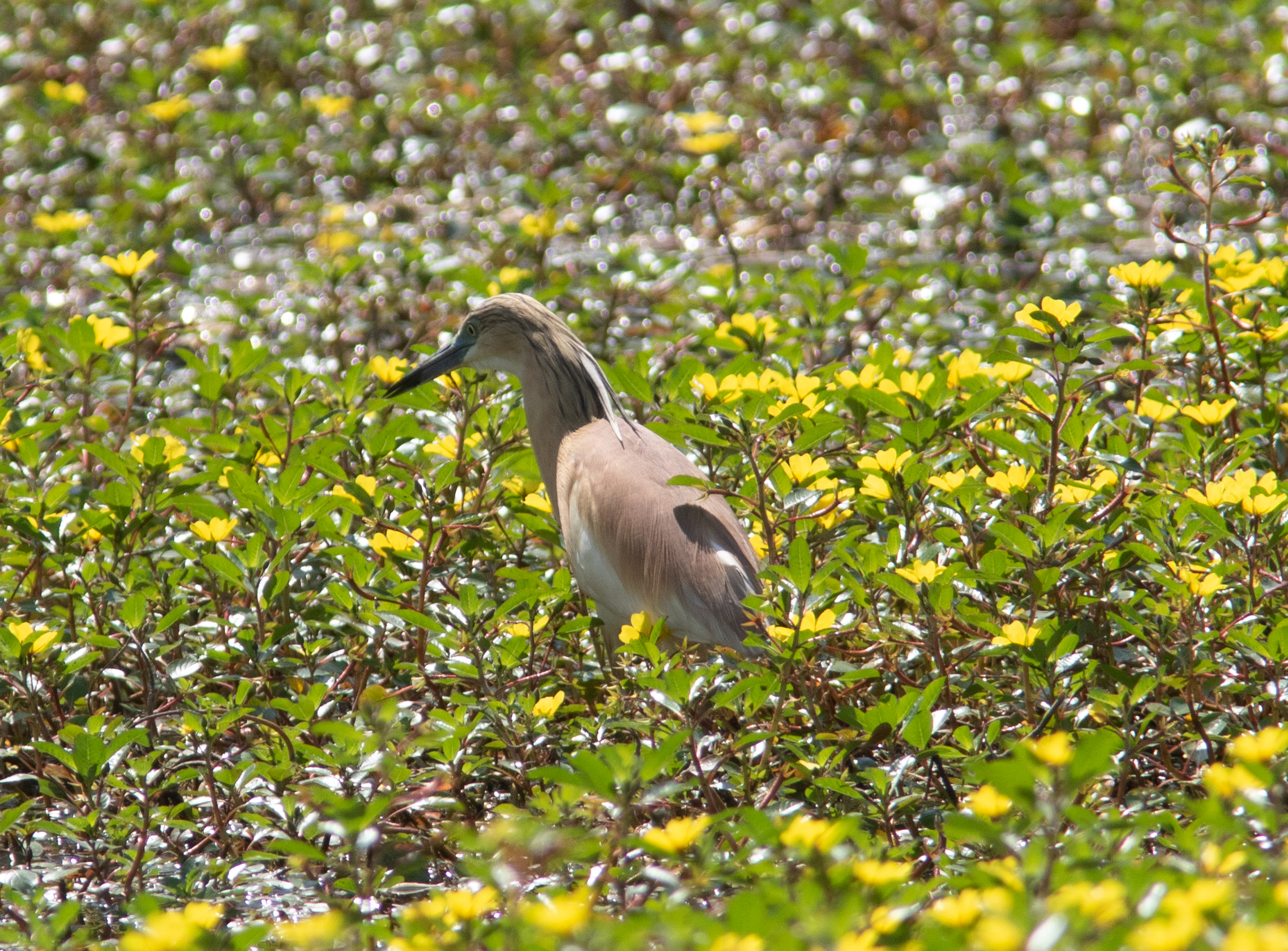 Miniature